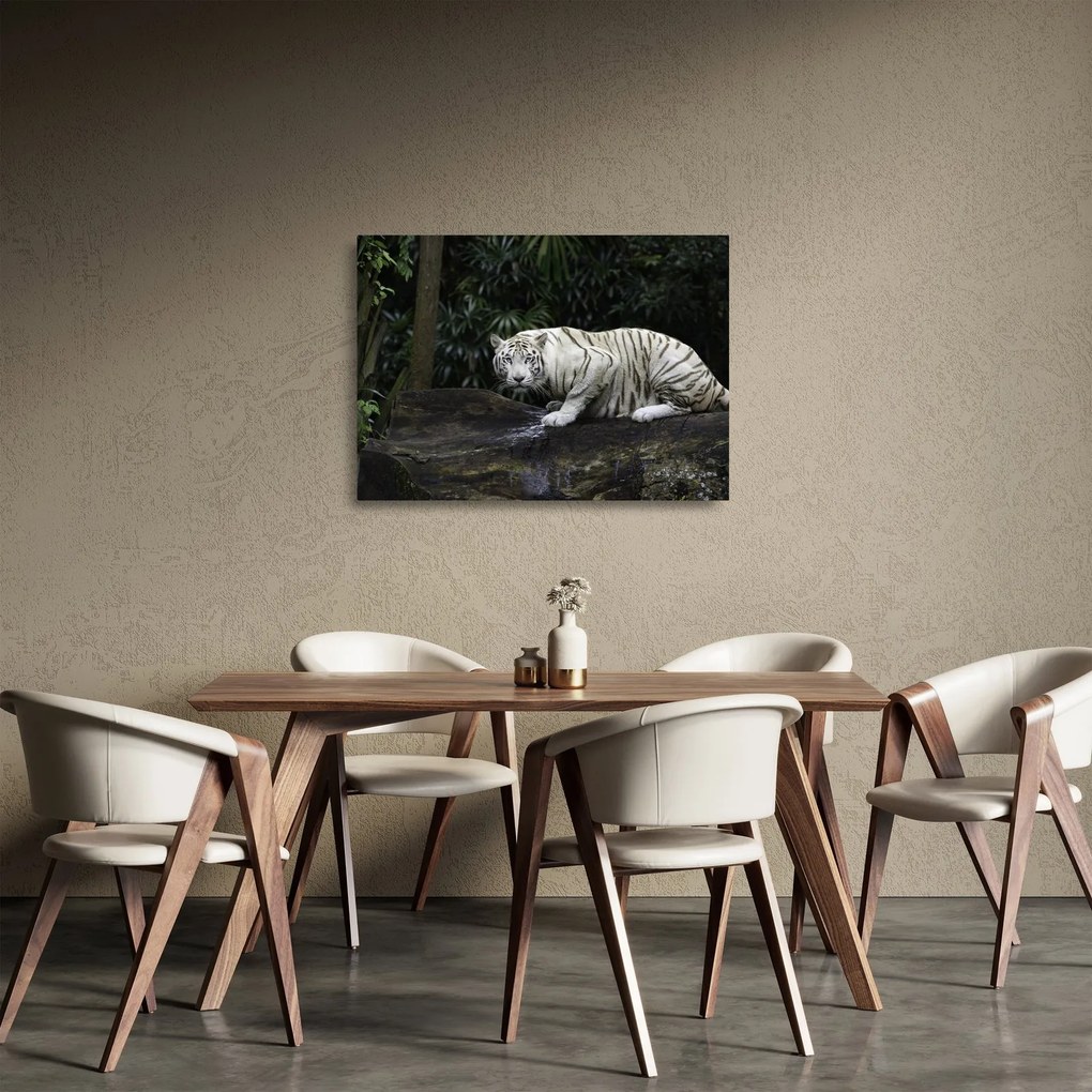Sklenený obraz - Tiger albín (70x50 cm)