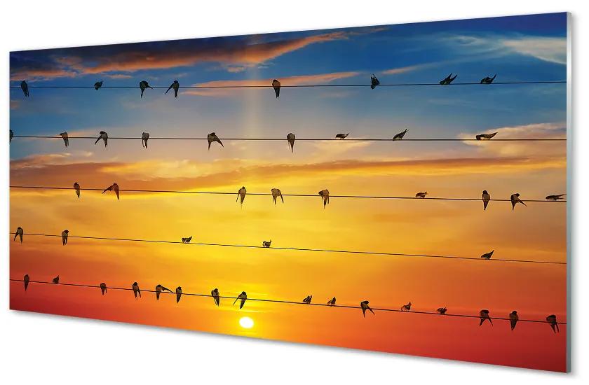 Obraz na akrylátovom skle Vtáky na lanách západu slnka 125x50 cm