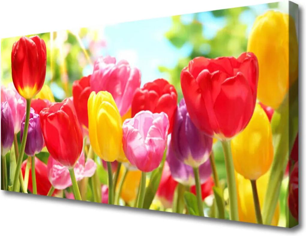 Obraz Canvas Tulipány květiny rostlina