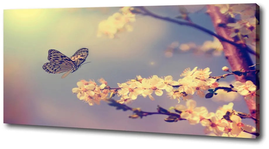 Moderný obraz canvas na ráme Kvet višne a motýľ pl-oc-125x50-f-72331211