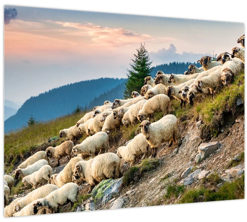Obraz - Stádo oviec (70x50 cm)