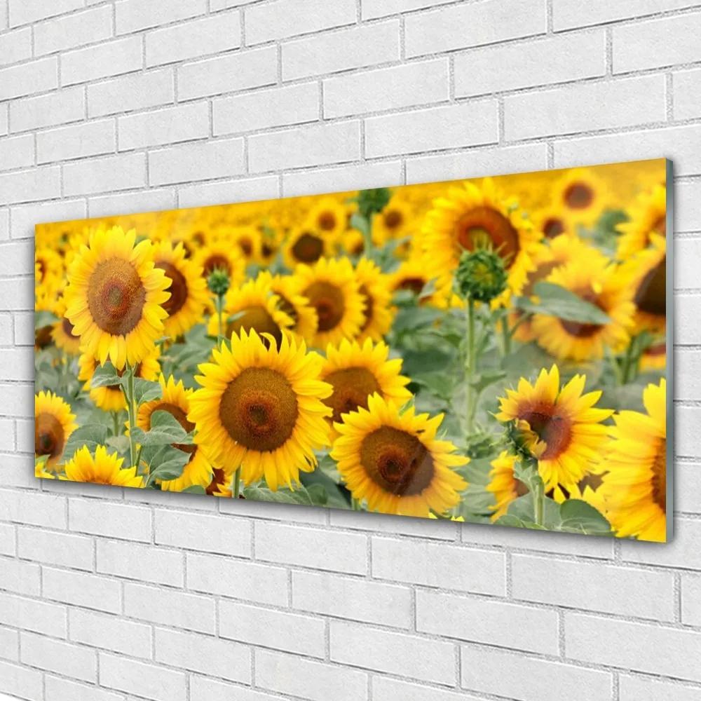 Obraz plexi Slnečnica rastlina príroda 125x50 cm