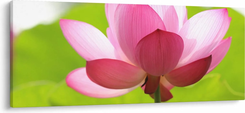 Obraz kvetu Lotusu (120x50 cm)