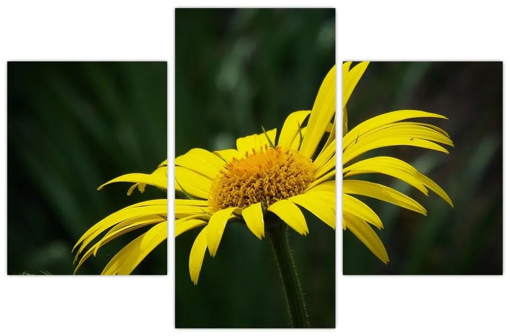 Obraz žltého kvetu
