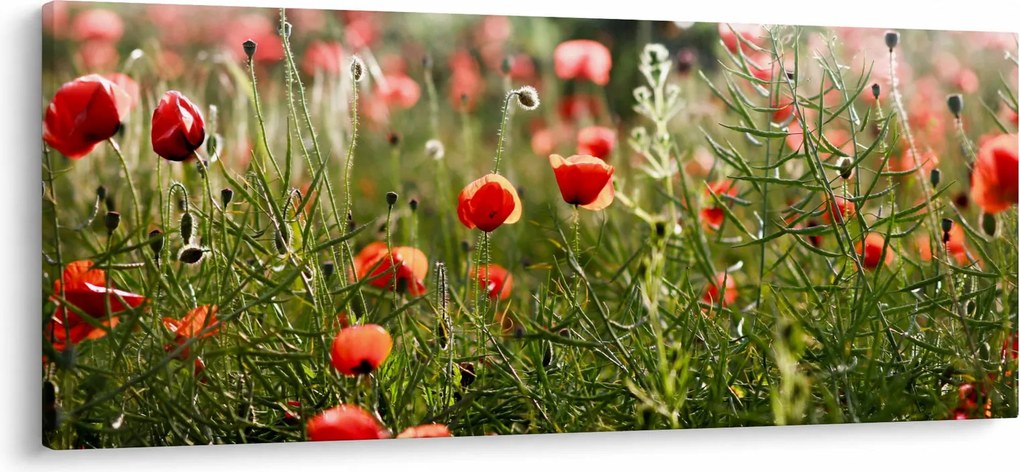 Obraz vlčích makov (120x50 cm)