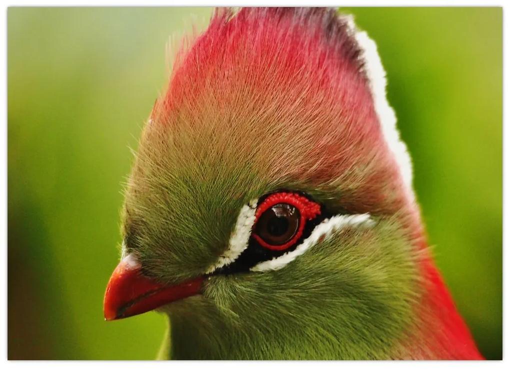 Sklenený obraz farebného vtáka (70x50 cm)
