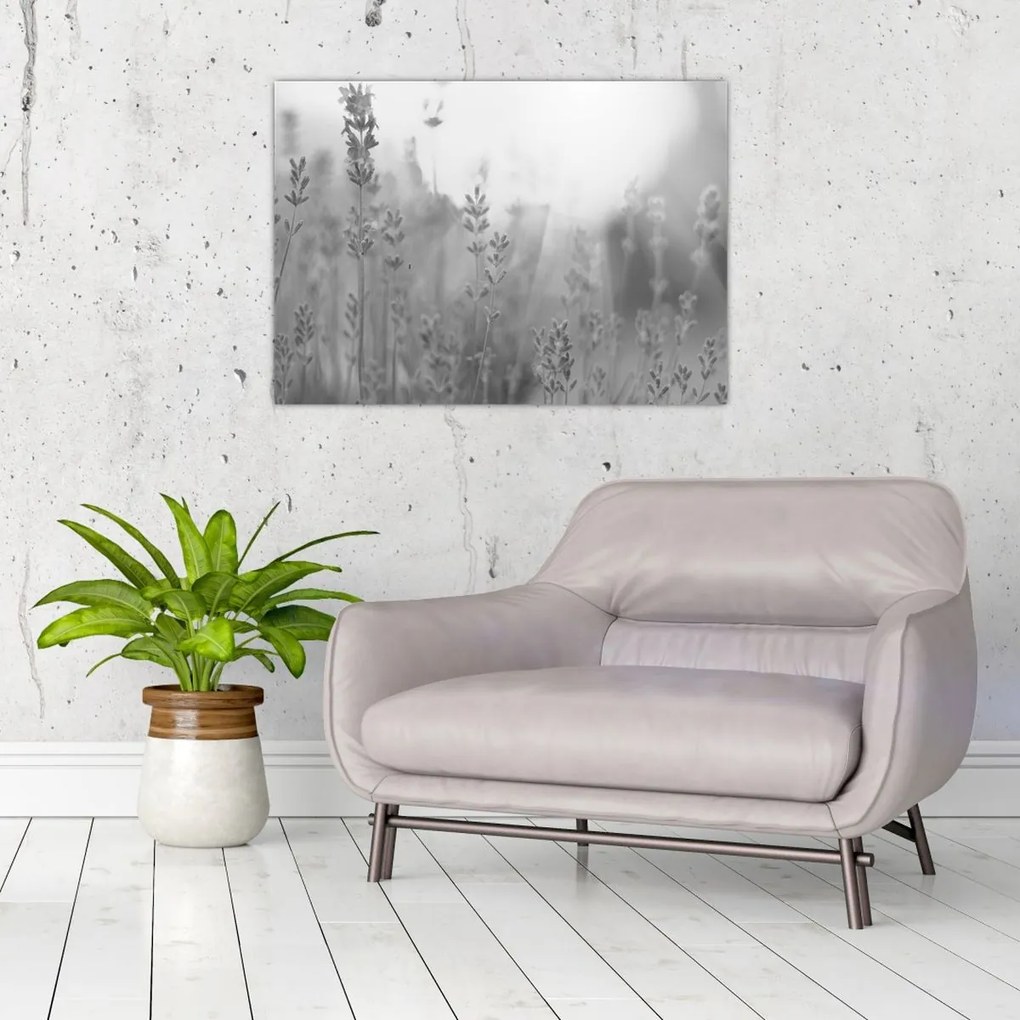 Sklenený obraz - Levanduľa (70x50 cm)
