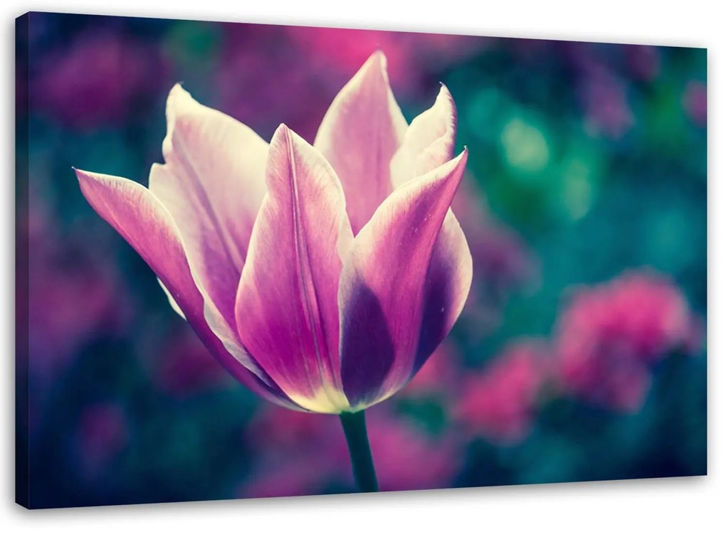 Gario Obraz na plátne Otvorený tulipán Rozmery: 100 x 70 cm