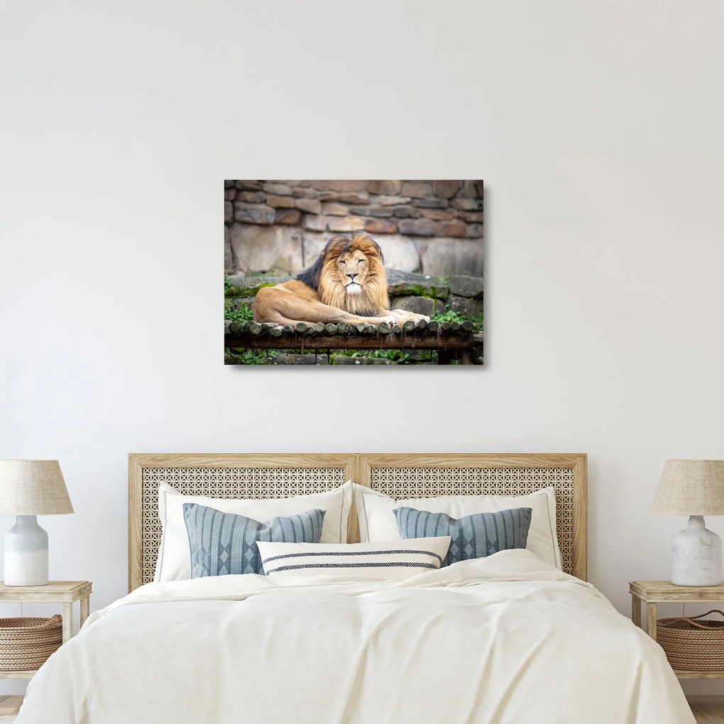 Sklenený obraz leva (70x50 cm)