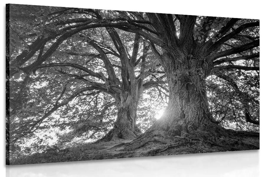 Obraz čiernobiele majestátne stromy Varianta: 60x40