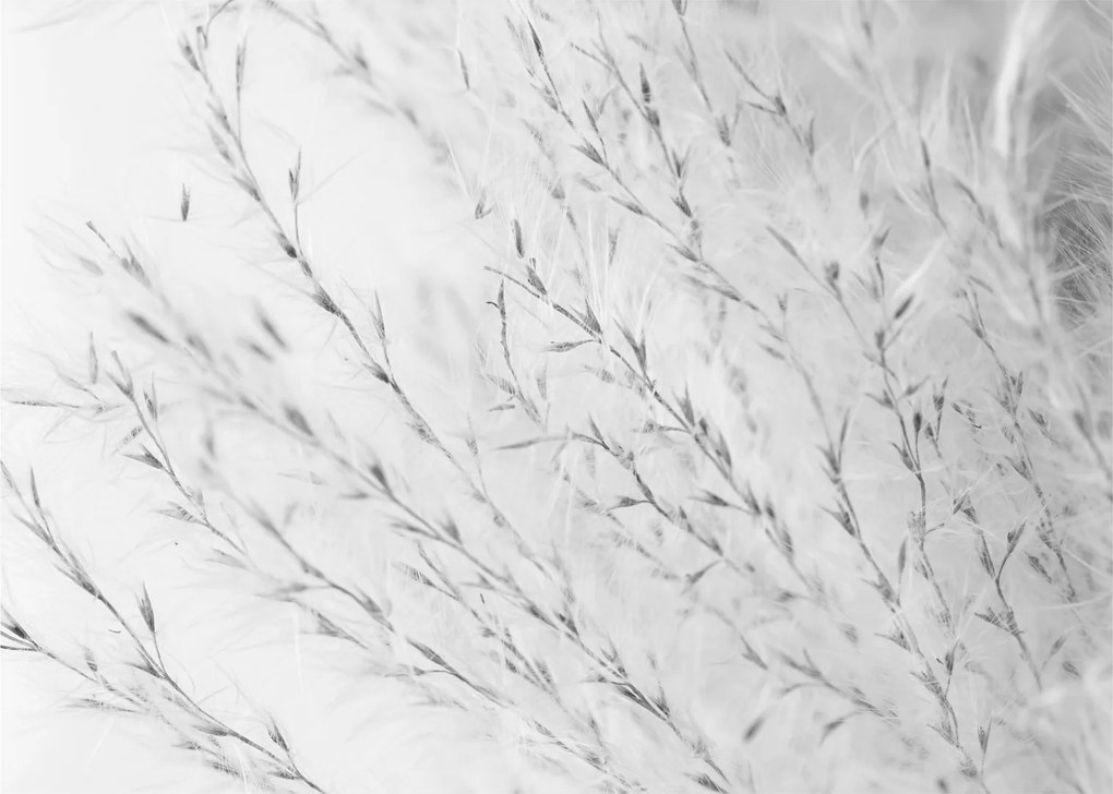 Sklenený obraz - Pampas grass N⁰2 (70x50 cm)