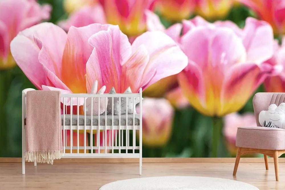 Samolepiaca fototapeta ružovo sfarbené tulipány
