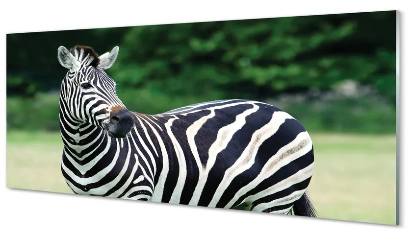 Obraz na akrylátovom skle Zebra box 120x60 cm