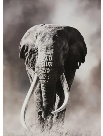 Obraz tlačený na plátne 50x70 PRC1099