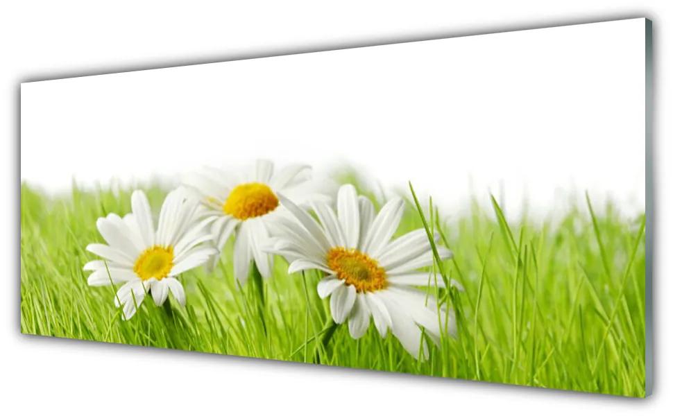 Obraz plexi Sedmokráska kvety rastlina 125x50 cm