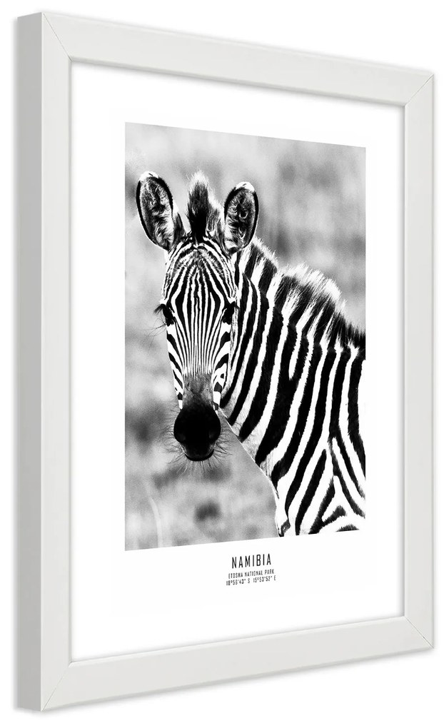 Gario Plagát Zvedavá zebra Farba rámu: Bez rámu, Rozmery: 30 x 45 cm