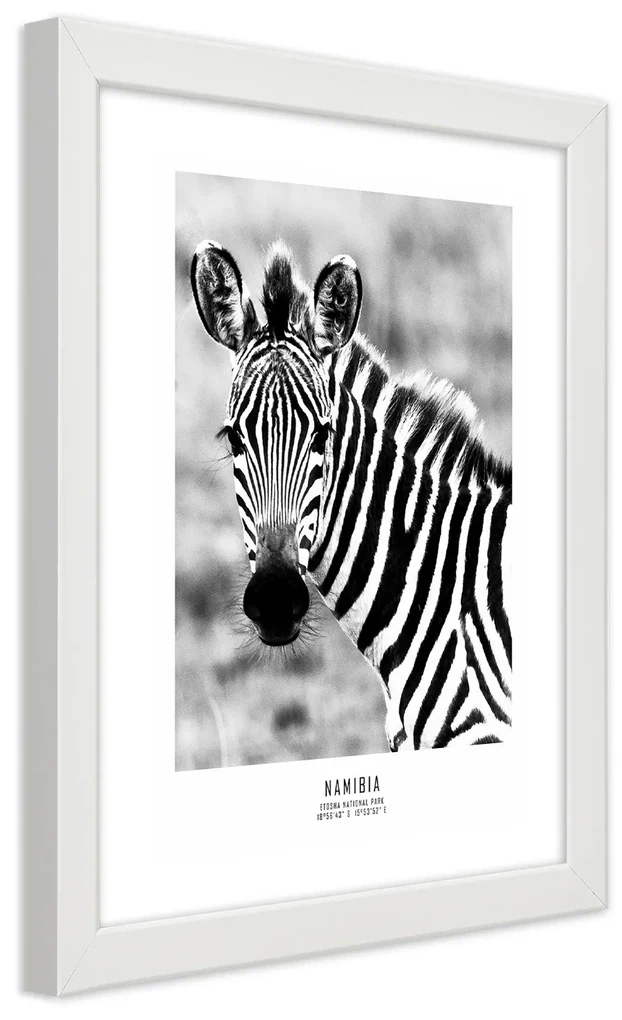 Gario Plagát Zvedavá zebra Farba rámu: Bez rámu, Rozmery: 20 x 30 cm
