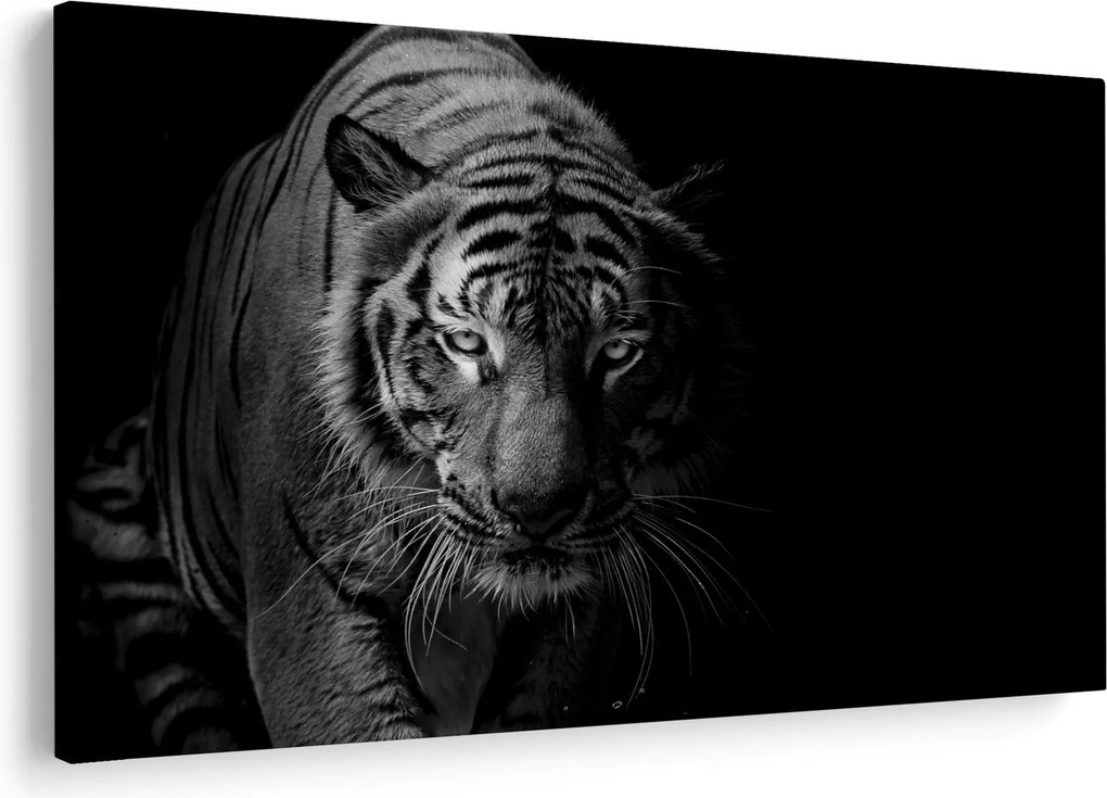 Obraz divokého tigra (90x60 cm)