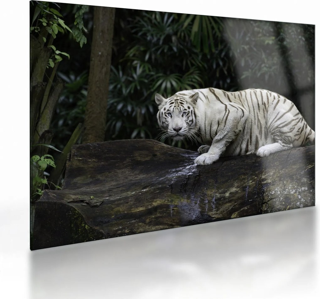 Sklenený obraz - Tiger albín (70x50 cm)