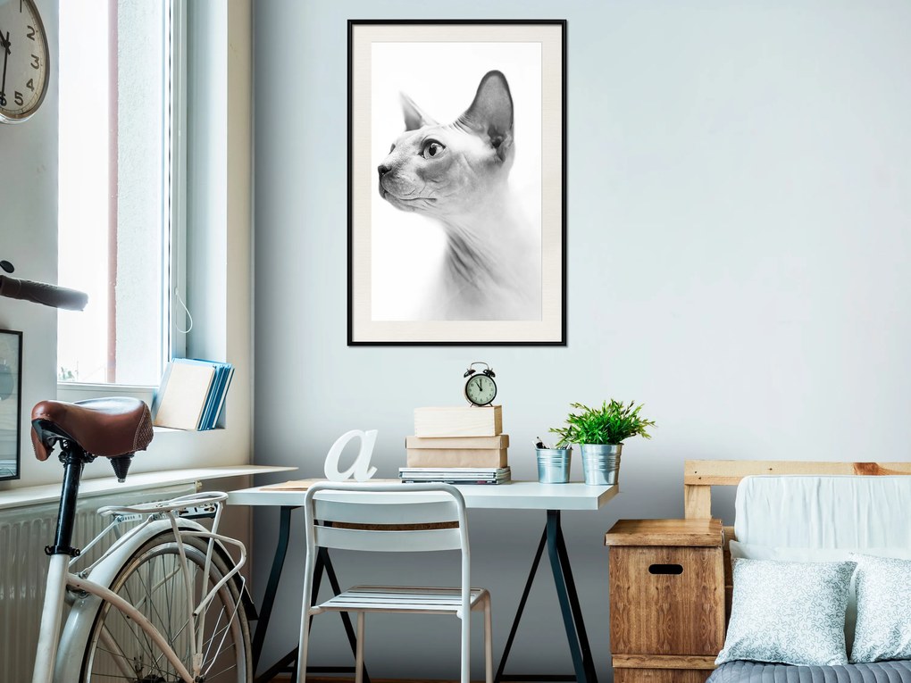 Artgeist Plagát - Hairless Cat [Poster] Veľkosť: 30x45, Verzia: Zlatý rám s passe-partout