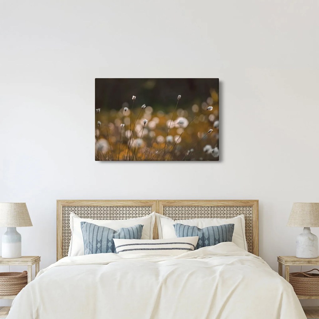 Obraz - Lúka s cottongrass N⁰2 (90x60 cm)