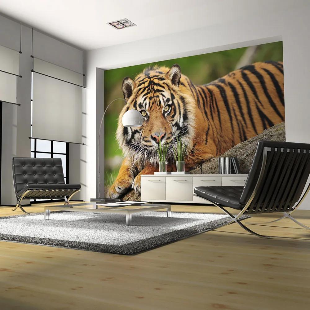 Artgeist Fototapeta - Sumatran tiger Veľkosť: 200x154, Verzia: Premium