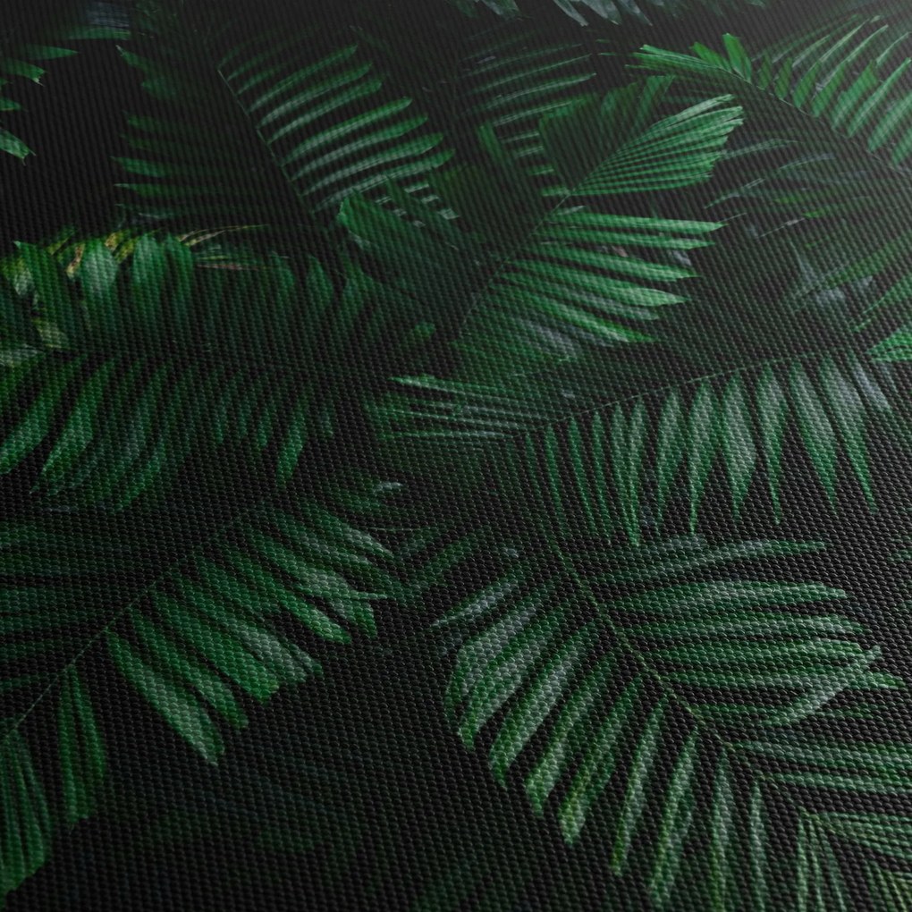 Obraz - Tropické papradie (90x60 cm)