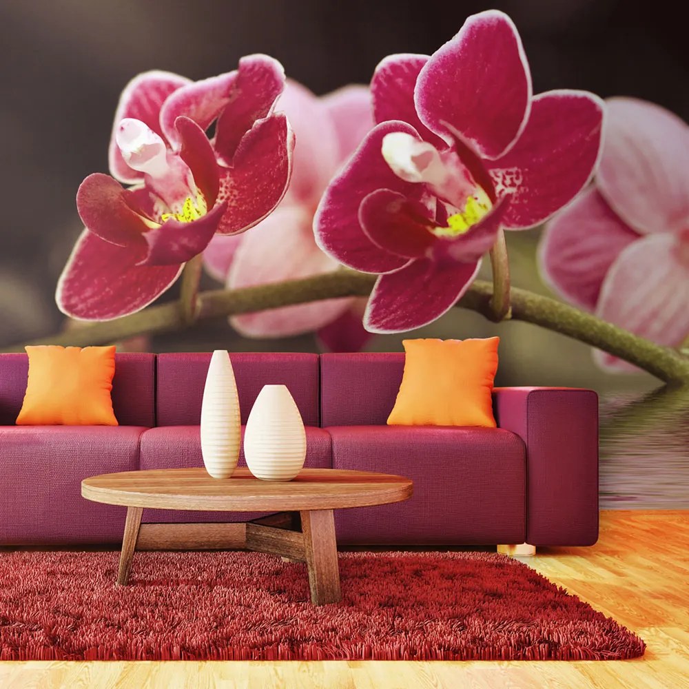 Fototapeta Bimago - Krásné kvety orchidejí na vodě + lepidlo zadarmo 450x270  cm