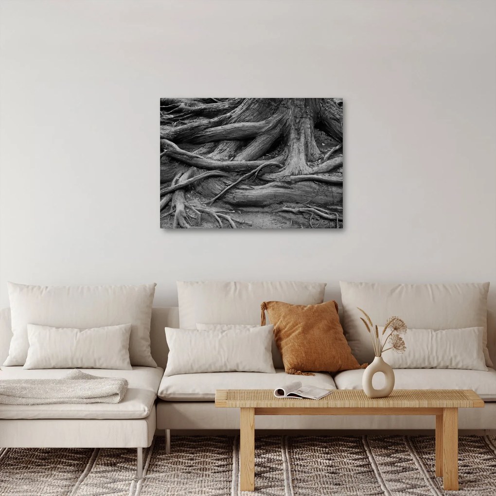 Obraz - Korene stromu (70x50 cm)