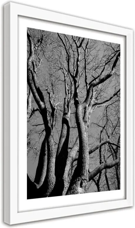 CARO Obraz v ráme - The Crown Of A Tree In Black And White Biela 30x40 cm