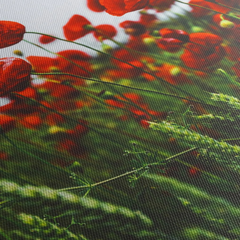 Obraz vlčích makov vo vetre (150x105 cm)