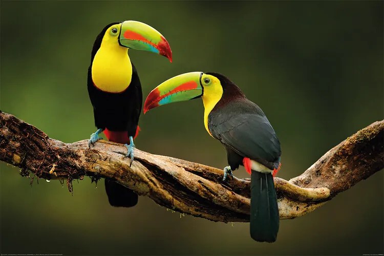 Plagát, Obraz - Birds - Toucan, (120 x 80 cm)