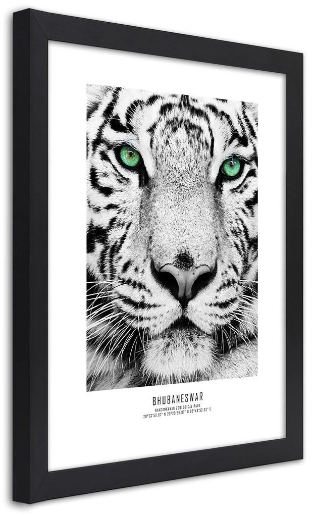 Gario Plagát Biely tiger Farba rámu: Bez rámu, Rozmery: 40 x 60 cm