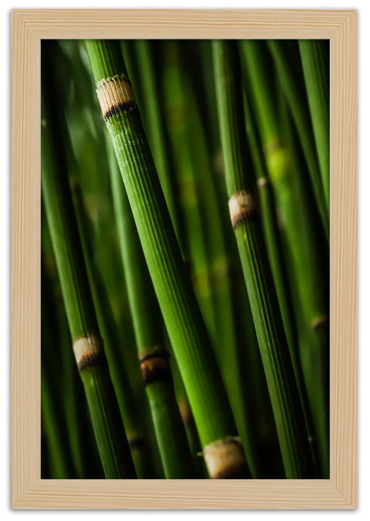 Gario Plagát Bambusový les Farba rámu: Bez rámu, Rozmery: 40 x 60 cm