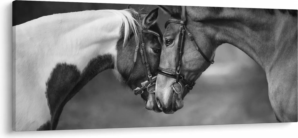Obraz - Zamilované kone, čiernobiela (120x50 cm)