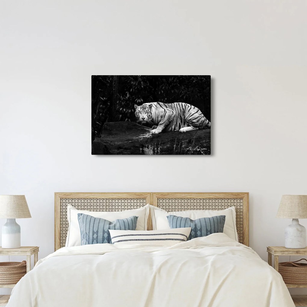 Obraz - Tiger albín, čiernobiely (90x60 cm)