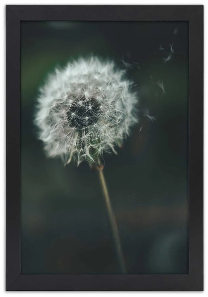 Gario Plagát Púpava vo vetre Farba rámu: Bez rámu, Rozmery: 20 x 30 cm