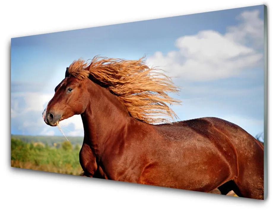 Nástenný panel  Kôň zvieratá 100x50 cm