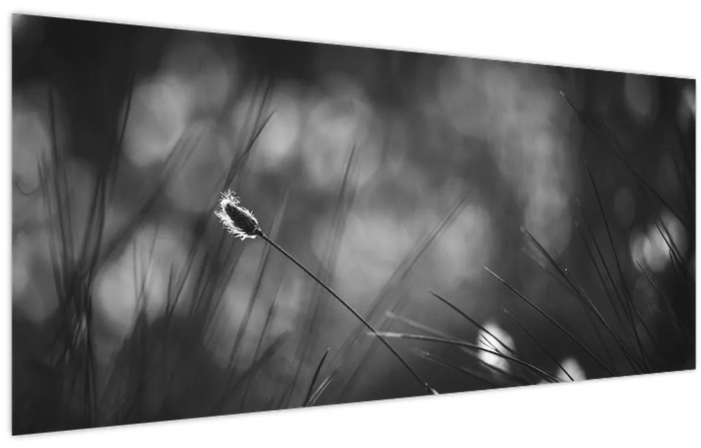 Obraz - Lúčna tráva (120x50 cm)