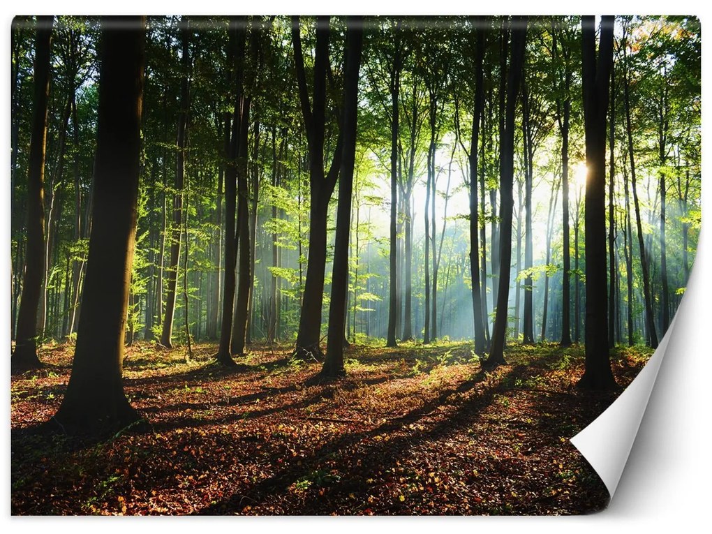 Gario Fototapeta Ráno v lese Materiál: Vliesová, Rozmery: 450 x 315 cm