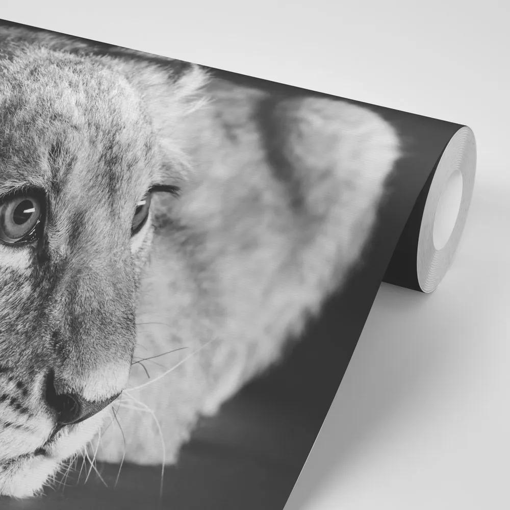Fototapeta mláďa leva v čiernobielom - 225x150