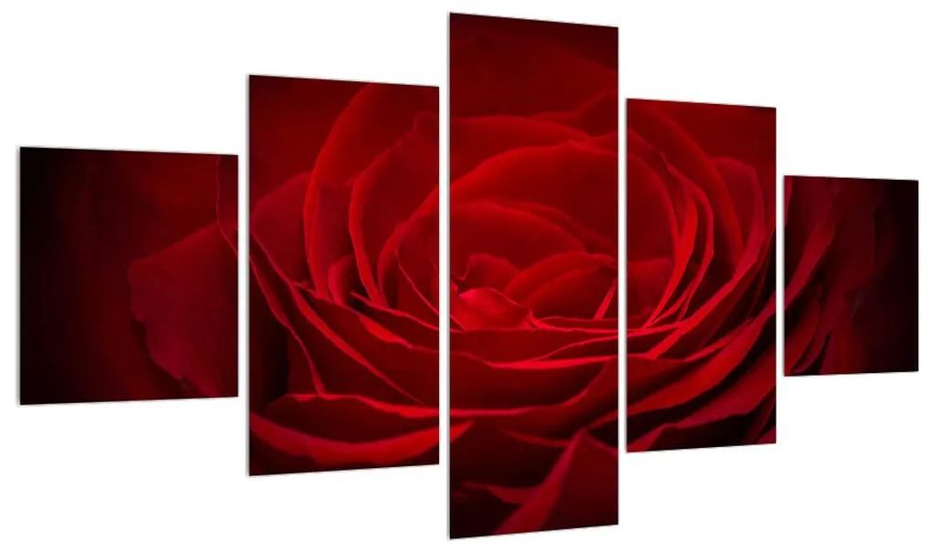 Obraz červenej ruže (K012394K12570)