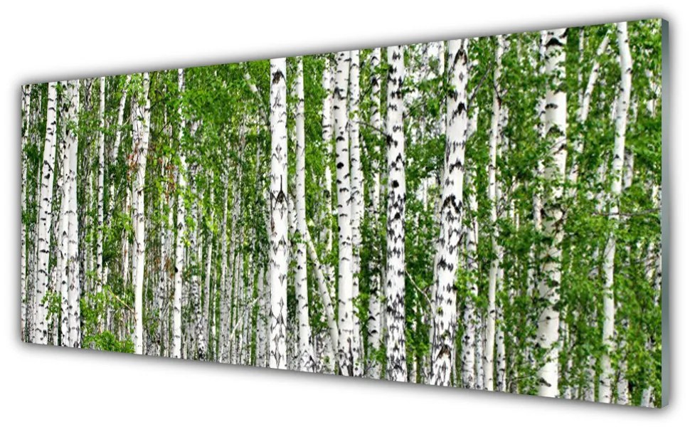 Obraz na akrylátovom skle Breza les stromy príroda 125x50 cm