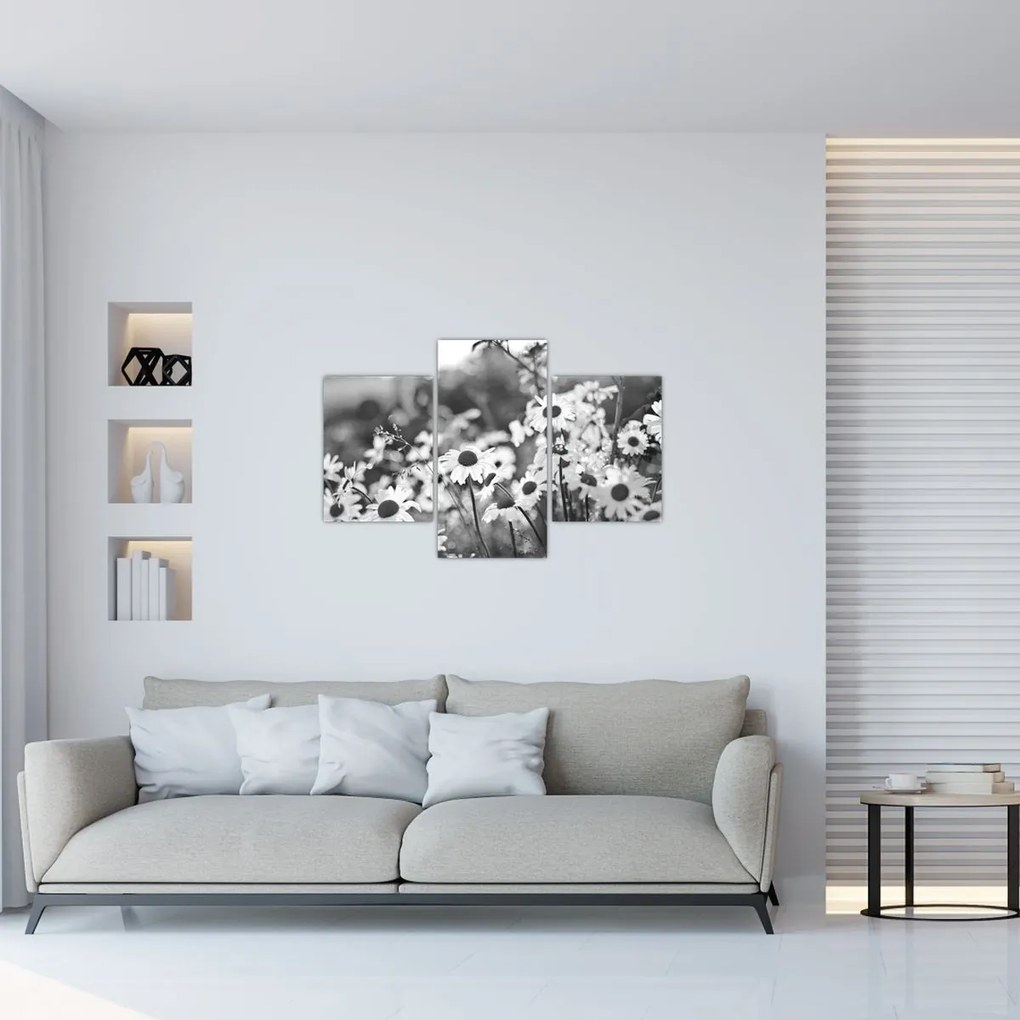 Obraz - Kopretiny (90x60 cm)