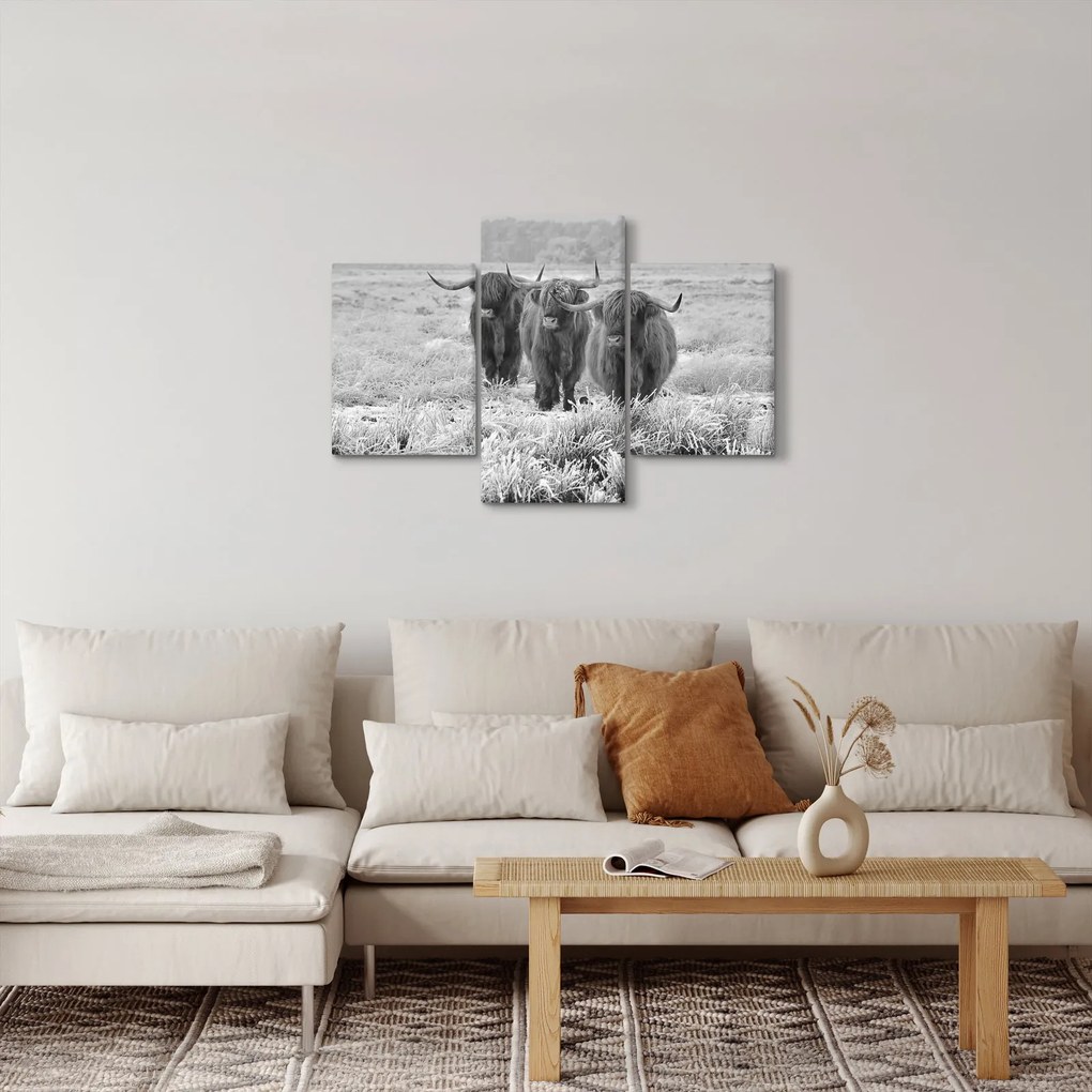 Obraz - Škótske kravy, čiernobiela (90x60 cm)