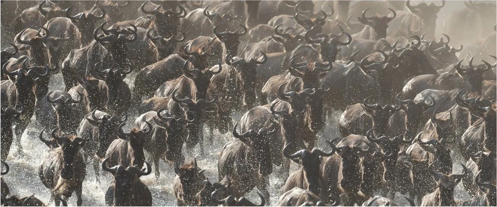 Obraz - Stádo pakoňov (120x50 cm)