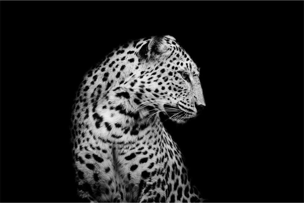 Obraz - Leopard (90x60 cm)