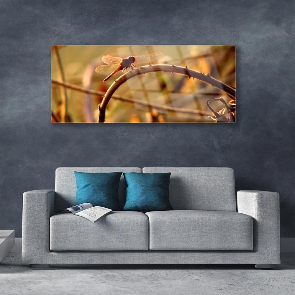 Obraz na akrylátovom skle Vážka príroda rastlina 125x50 cm