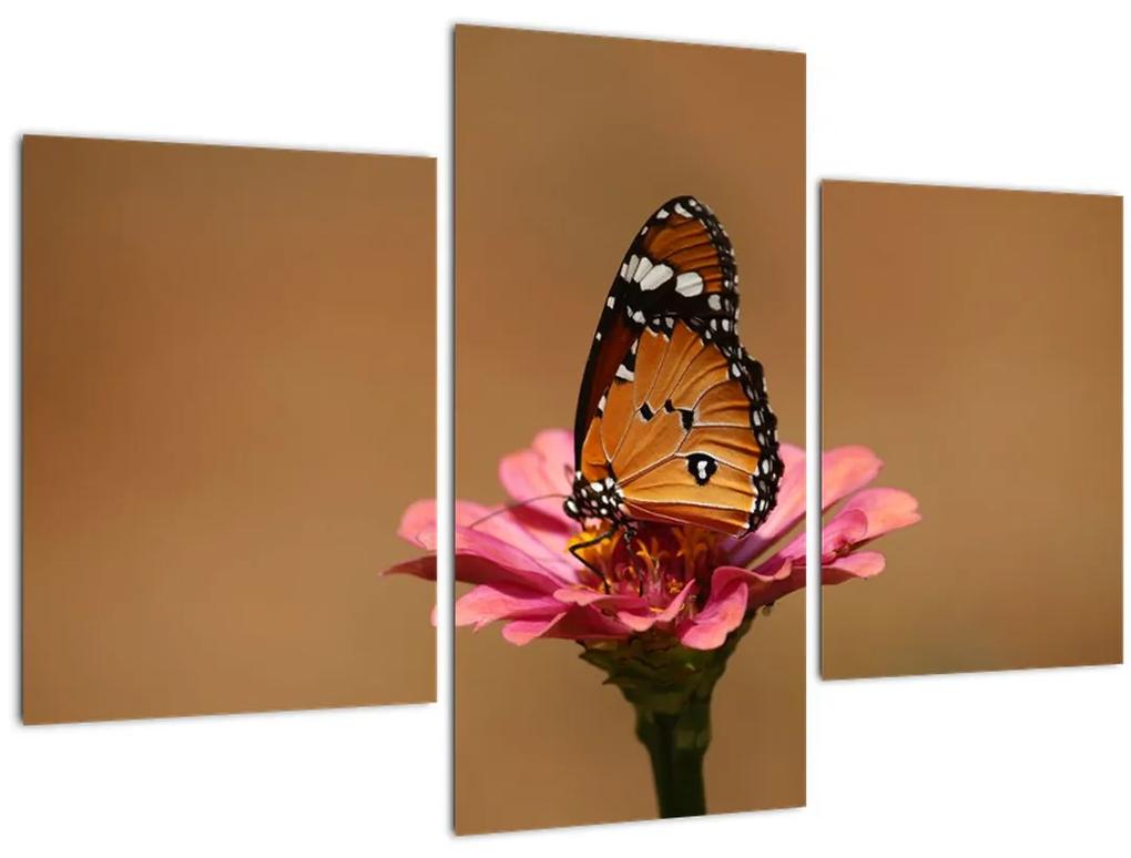 Obraz motýľa na kvetine (90x60 cm)