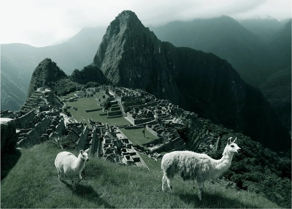 Sklenený obraz - Lamy na Machu Picchu v Peru (70x50 cm)